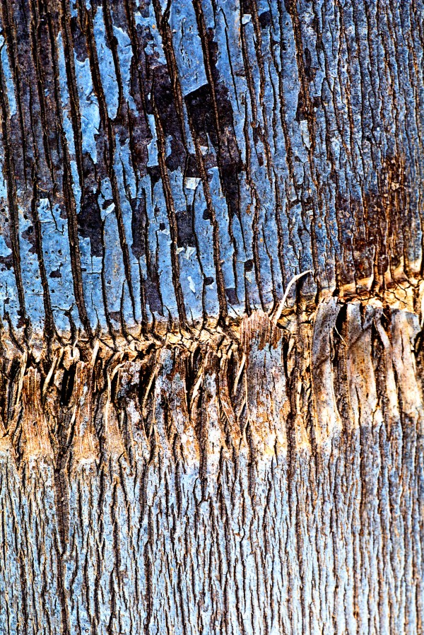 Palm Tree Trunk Blues by Joy Watson